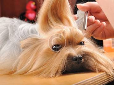 Trendy Hairstyles For your Dog